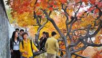 出游穿衣经:暖色、轻便、宽松